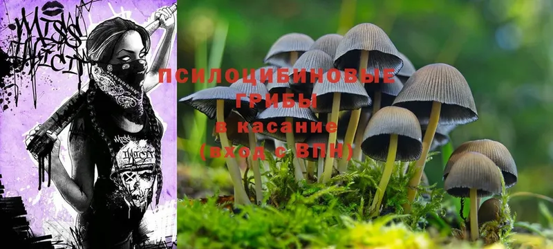 Галлюциногенные грибы Psilocybine cubensis  дарк нет как зайти  Котово 